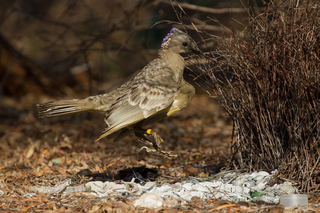 Broome Bird Observatory 외부 사진